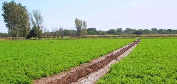 mr-alfalfa